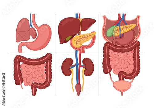 Illustration of six different organ systems arranged in a 2x3 grid