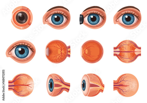 Twelve eye diagrams display different angles and crosssections of the organs anatomy