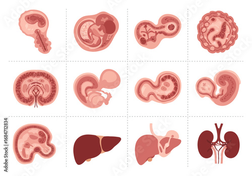 Twelve reddishpink illustrations depicting embryo development and related organ illustrations on a white background