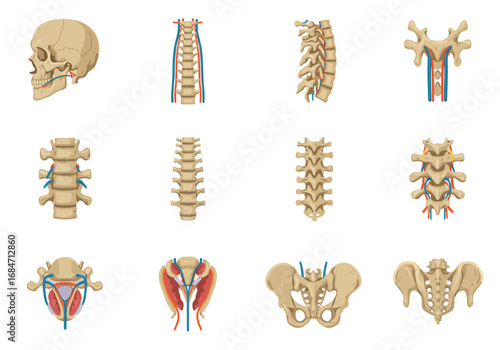Vector art of a human skeleton skull spine and pelvis in multiple views showcasing anatomical detail