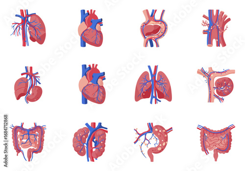 Vector image twelve anatomical organ illustrations showing blood vessels