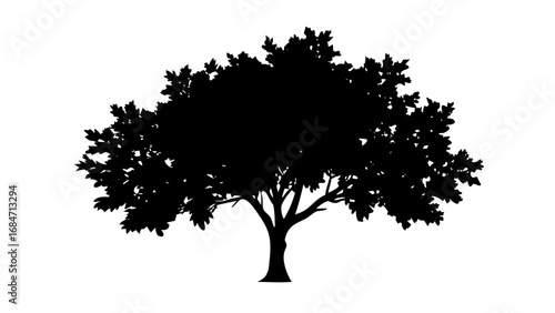 A silhouette of a tree with a full crown of leaves, isolated on white.
