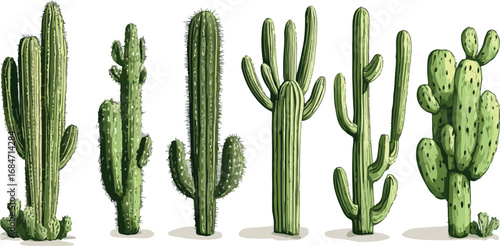 Collection of various green saguaro cacti standing tall in a row against a white background