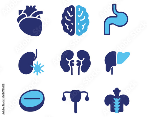 Human organ