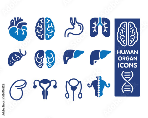 Human organ