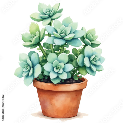 Succulent Plant in Pot Watercolor Illustration