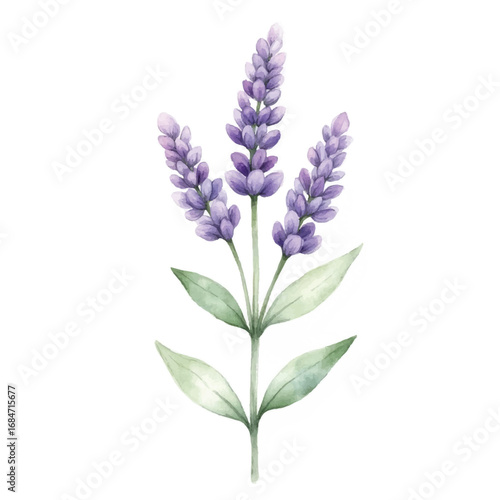 Elegant watercolor illustration of lavender flower with purple blossoms and green leaves on white background. Perfect for botanical design, nature prints, and floral decoration.