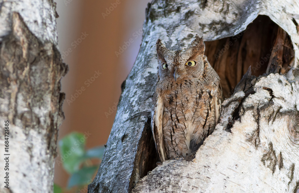 Obraz premium Eurasian scops owl, Otus scops. The bird sits at the entrance to the nest, guarding its chicks
