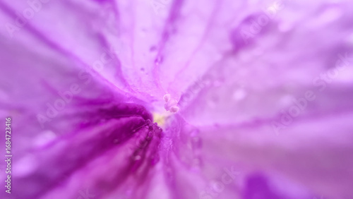 Magnificent macro close-up of a vibrant violet morning glory flower, capturing the delicate texture and captivating light purple gradient.