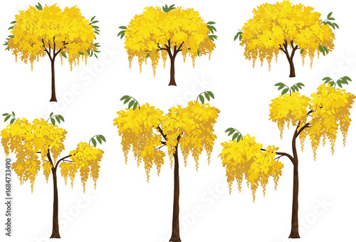 Golden shower tree illustrations, yellow blossom art, botanical floral design, cascading flower clusters, seasonal nature clipart, decorative plant graphics, tropical bloom vector, 