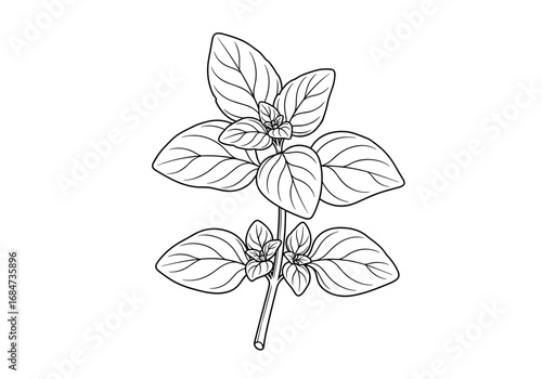 Detailed botanical illustration of a fresh green oregano herb plant stem with leaves