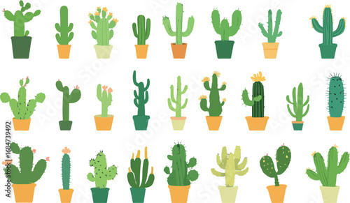 Collection of various potted cactus plants in different shapes and sizes displayed in rows