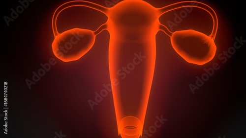 Human reproductive system. 3d illustrations