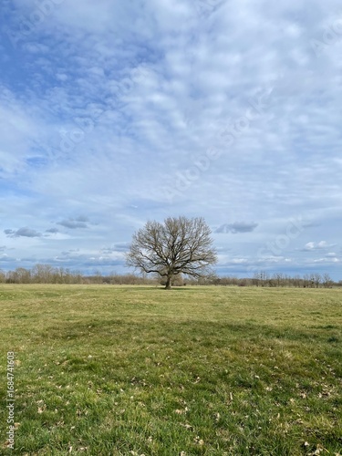 tree in the field