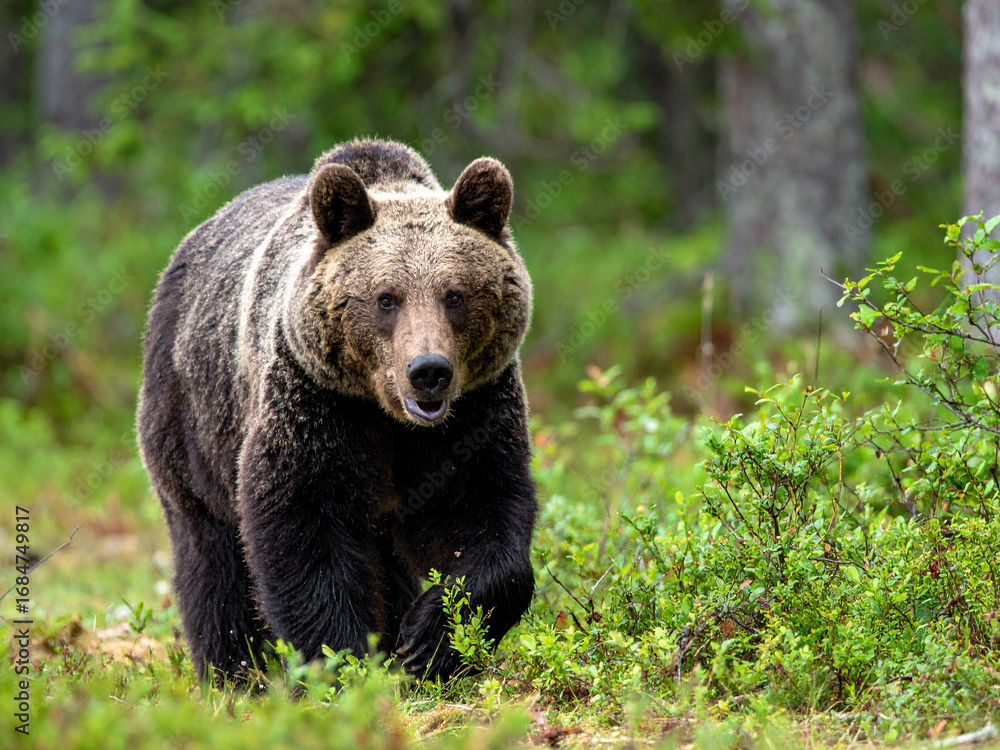 Fototapeta premium ヒグマ 羆