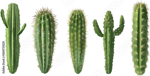 Five distinct green cacti of varying shapes and sizes arranged in a row against a white background