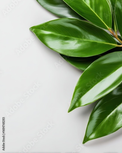 Green Glossy Leaves on a White Surface for Natural Background