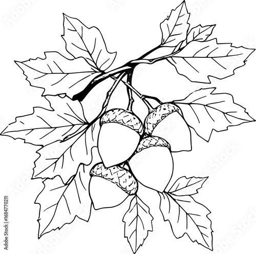 Graphic Illustration of Acorns on Oak Branch with Leaves in Black and White Style, Nature Decorative Concept