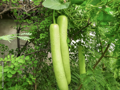 Canvastavla Bottle gourd hanging on the vine | Fresh green bottle gourd in home garden to pr