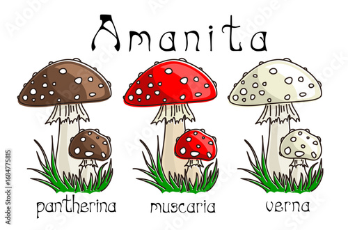 The set of amanita mushrooms with grass.