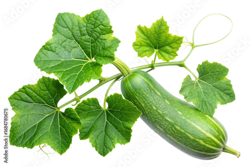 Bottle gourd fruit and leaves isolated for visual projects transparent background