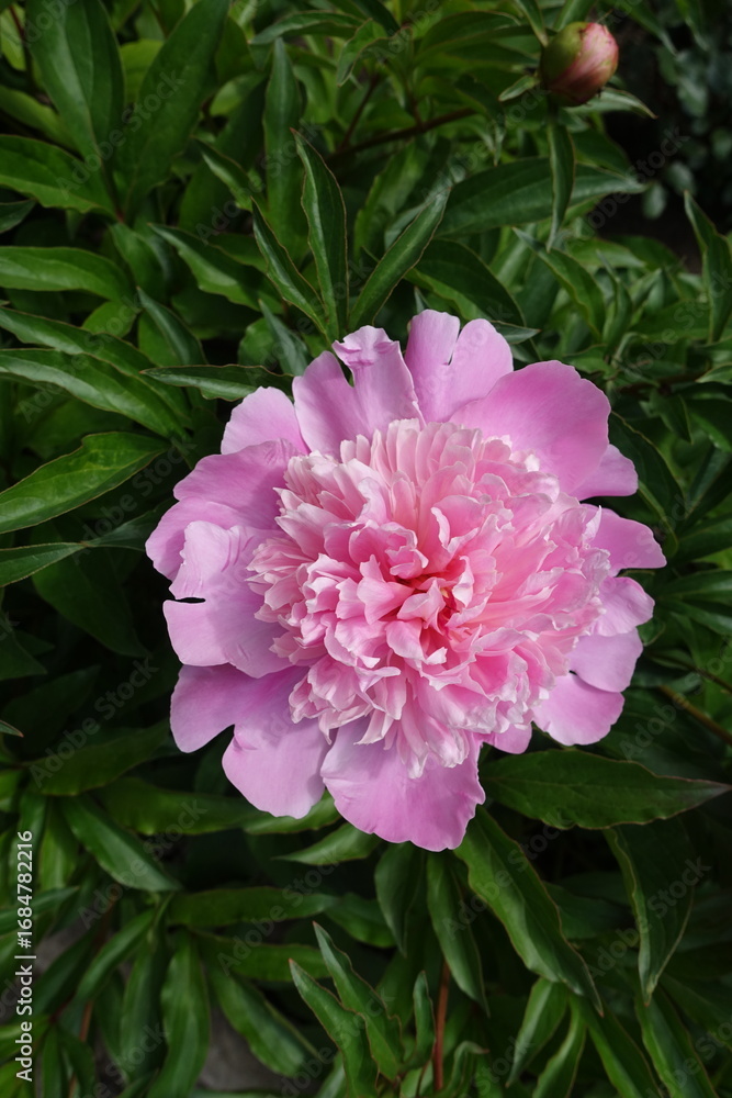 Obraz premium Polymerous pink flower of common peony in mid May