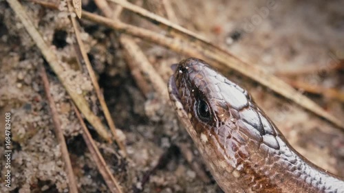 Legless Lizard Crawling on Ground and Flicking Its Tongue in Slow Motion