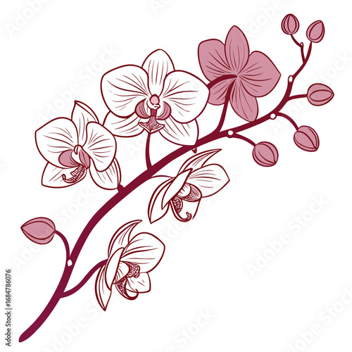 Artistic outline of pink orchid flowers and buds on a dark stem blossom bloom