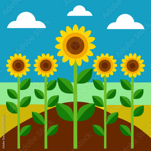 Cartoon sunflower farm rows vector illustration