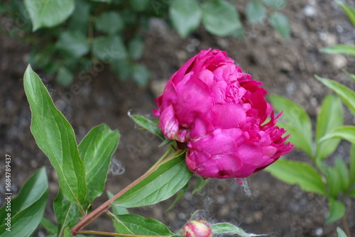 Wallpaper Mural Reddish purple flower of common peony in May Torontodigital.ca