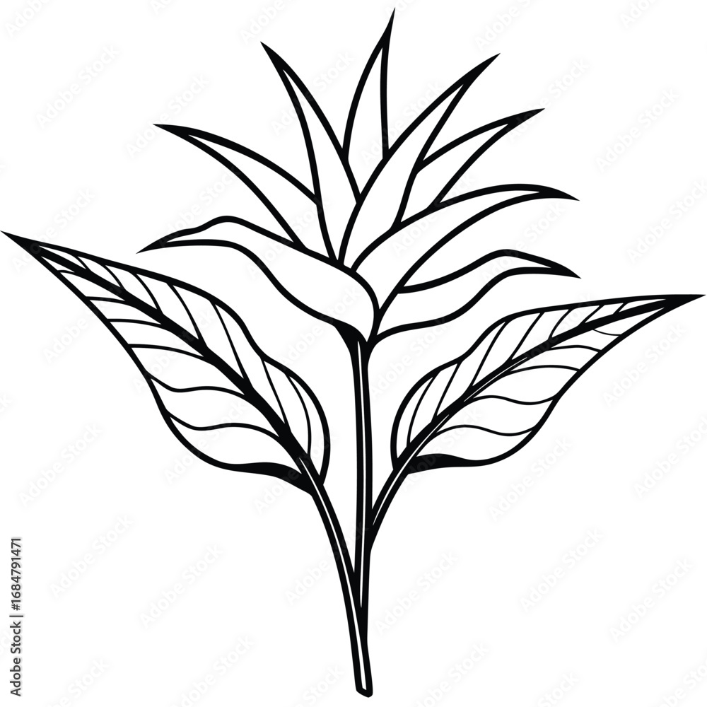 Obraz premium Black and White Outline of a Bird of Paradise Flower with Leaves strelitzia line art