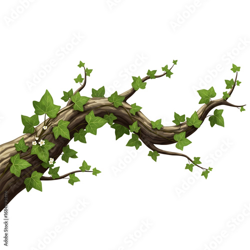 Illustration of a twisting tree branch covered in green ivy leaves and small white flowers, isolated on transparent background