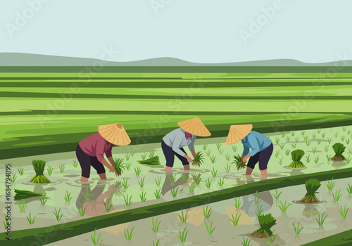 3 workers in conical hats plant rice in a flooded paddy field