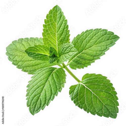 Vibrant green mint sprig freshness and natural aroma isolated for culinary use transparent background
