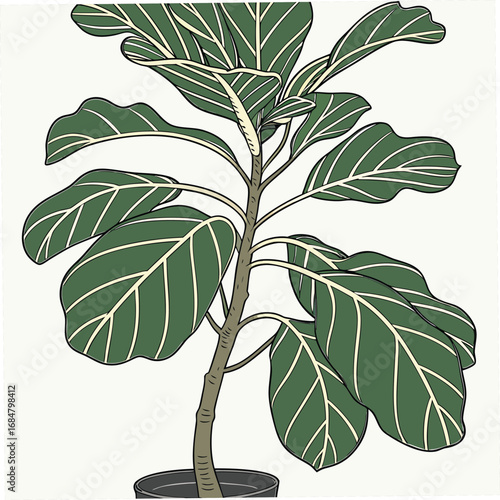 Fiddle Leaf Fig Plant Illustration With Dark Green Leaves And Light Veins houseplant indoor plant
