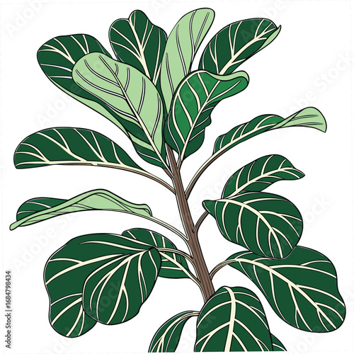 Fiddle Leaf Fig Plant Illustration With Light Green Leaves And Dark Veins houseplant indoor plant