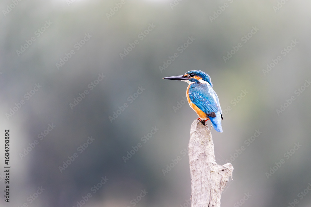 Obraz premium Zimorodek