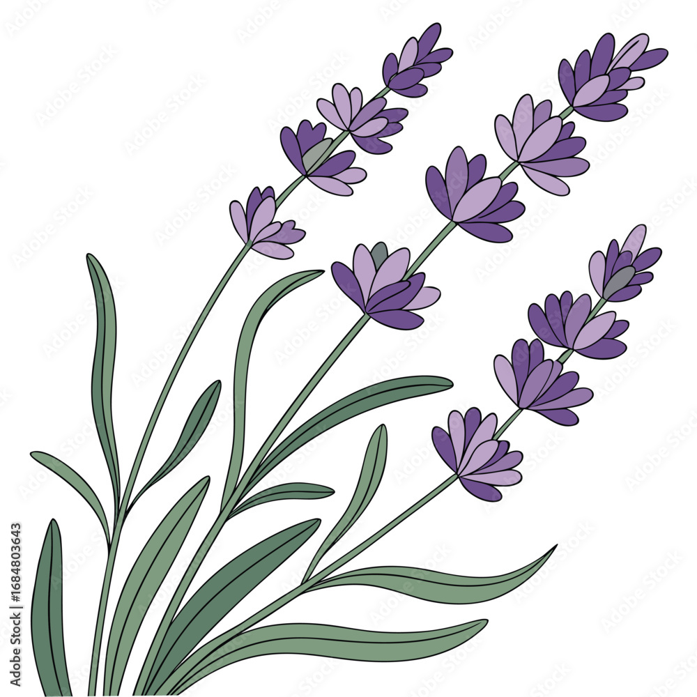 Fototapeta premium Simple Illustration of Lavender Stems with Purple Flowers leaves