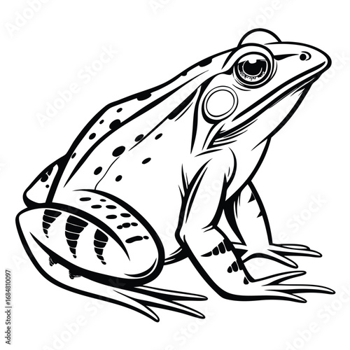 Monochrome Illustration of a Frog Featuring Intricate Line Work Detailing Its Skin Texture and Bodily Form in a Detailed Manner