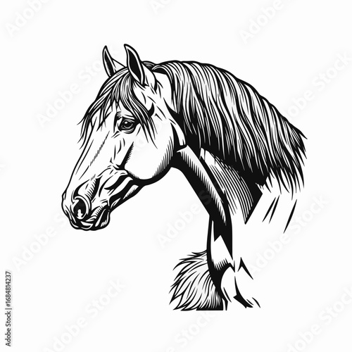 Black and white gypsy vanner horse portrait, majestic profile, with detailed lines and smooth fill areas. Horse portrait captures noble equine, with strong facial features.
