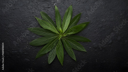 Fresh curry leaves spread on dark slate surface, glossy texture highlighted by soft top light, sharp detail.