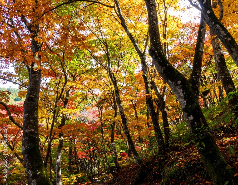Fototapeta premium Autumn forest canopy