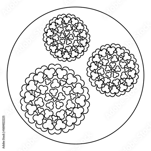Three chikungunya viruses divide inside the cell membrane. Sketch. Round togovirus transmitted by a female mosquito bite. Vector illustration. Outline on an isolated white background. Doodle style. 