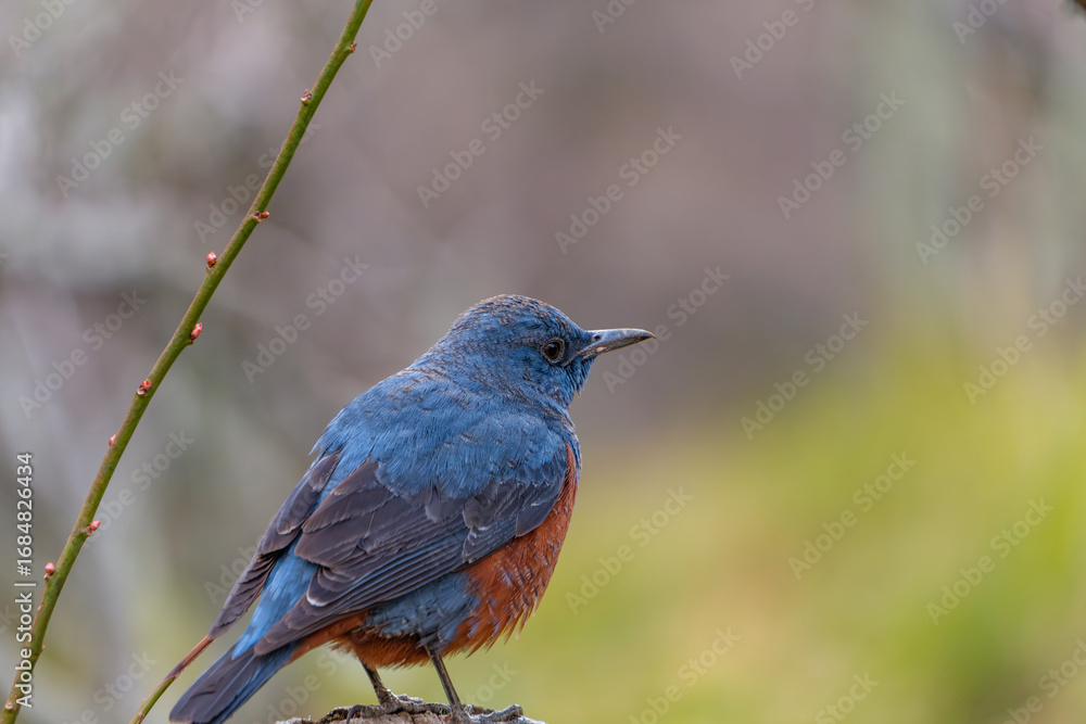 Obraz premium Blue rock thrush perched on branch with blurred background