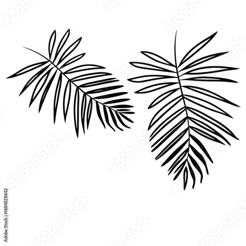 Two palm fronds create a tropical vibe with their delicate arching leaves, isolated on white background vector black silhouette of a tree