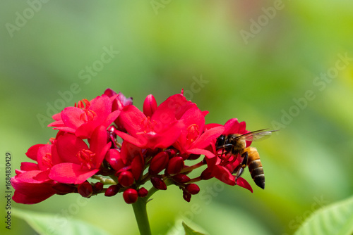Bees work to find honey in red flowers. Macro photo
