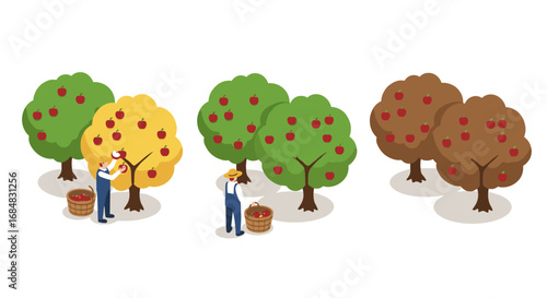 Isometric orchard scene with farmers harvesting red apples from colorful fruit trees
