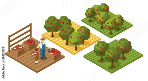 Isometric apple farm with farmer picking apples in orchard