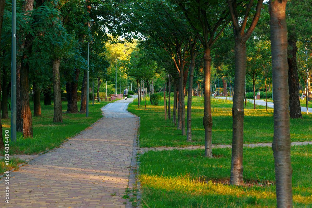 Fototapeta premium morning sun rise park foot path alley way growing trees paved road for walking spring season environment