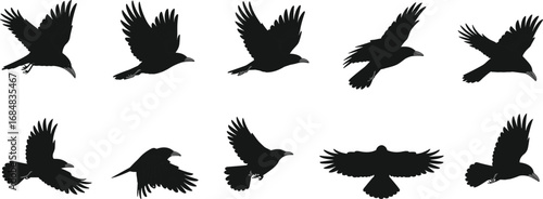 Flying crow silhouette set, black raven in flight collection, bird wings spread vector illustration, wild animal shapes, dark bird design for decoration